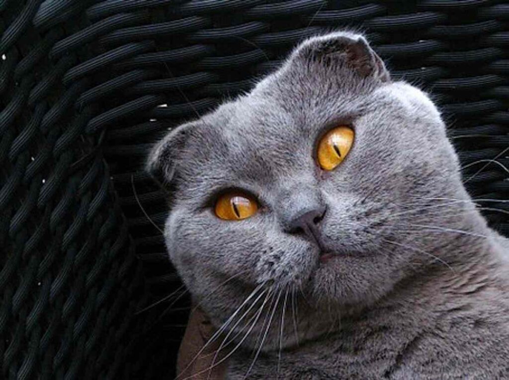 Scottish Fold Cat For Sale