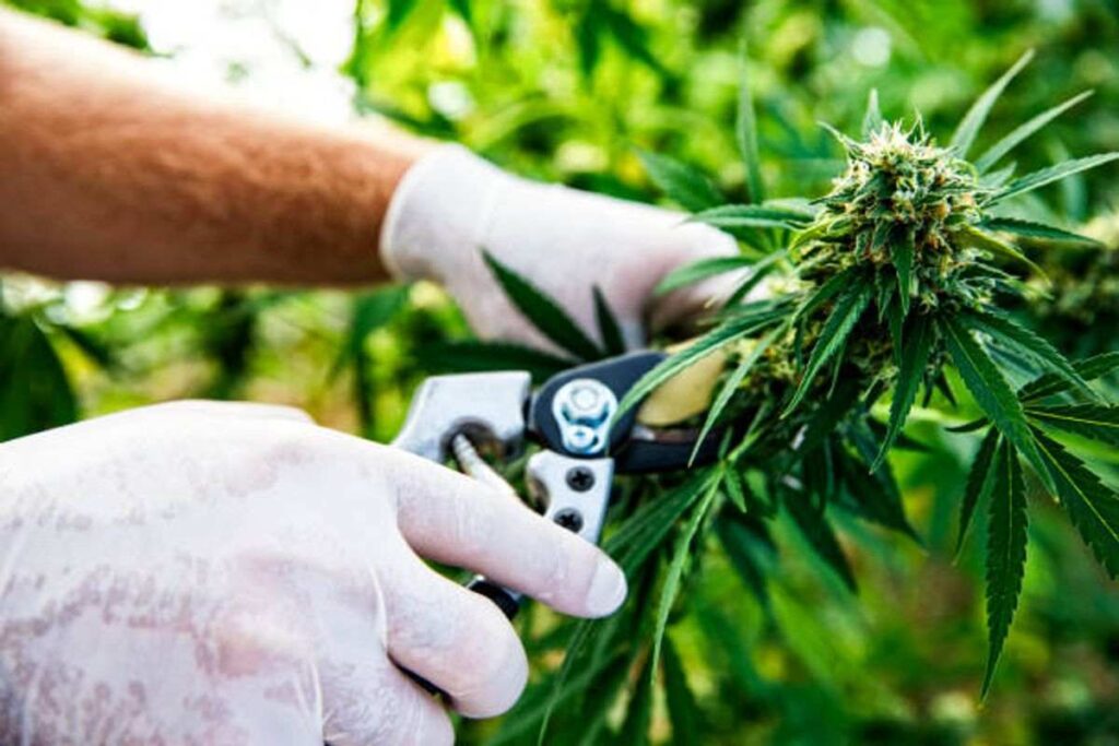 Online Weed Shop Best Deals Today
