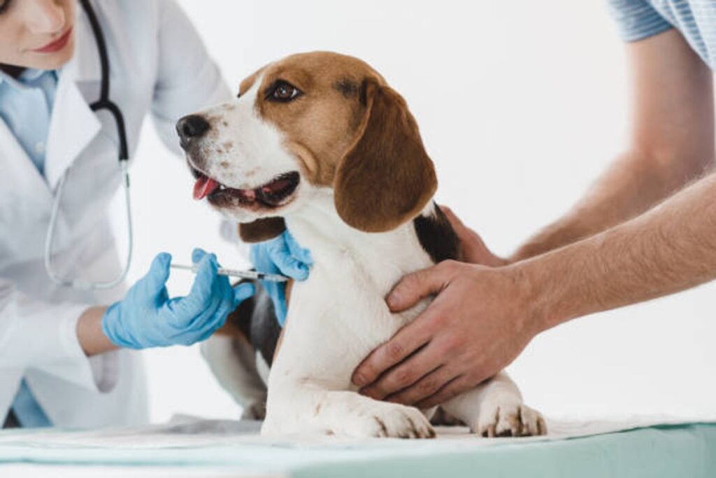 https://dogsdiseases.com/