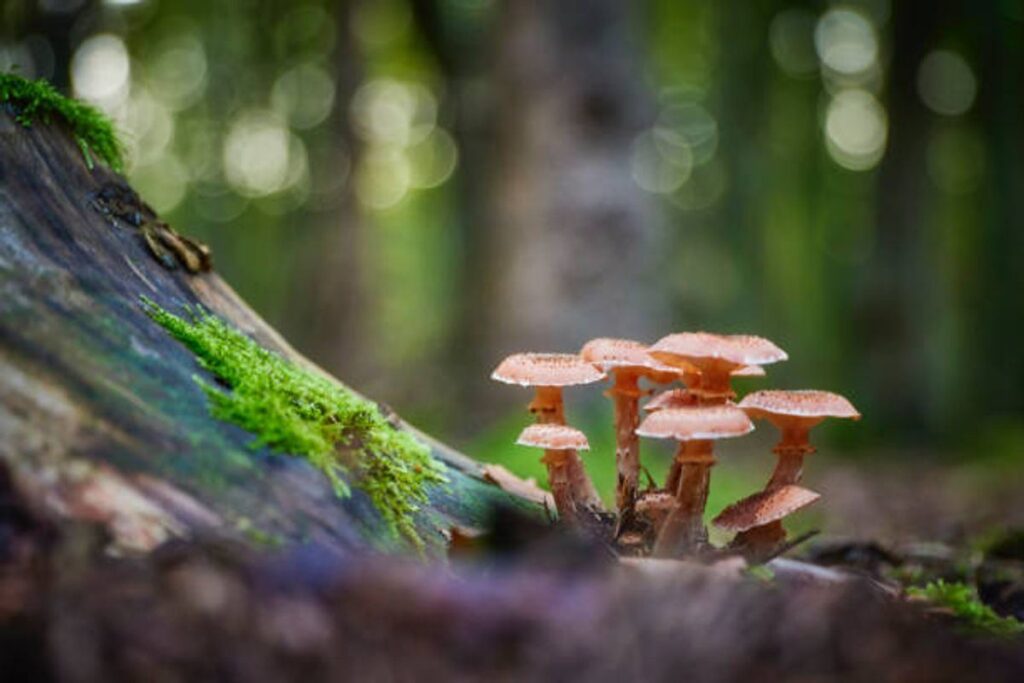 Shroom chocolate bars