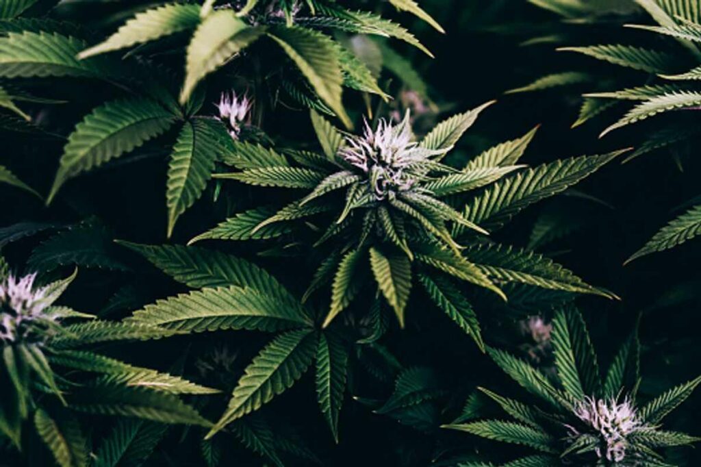 buy weed uk