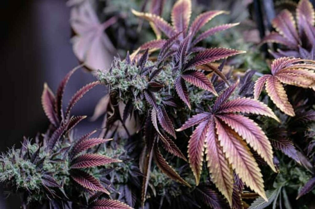 Buy weed Online in Europe