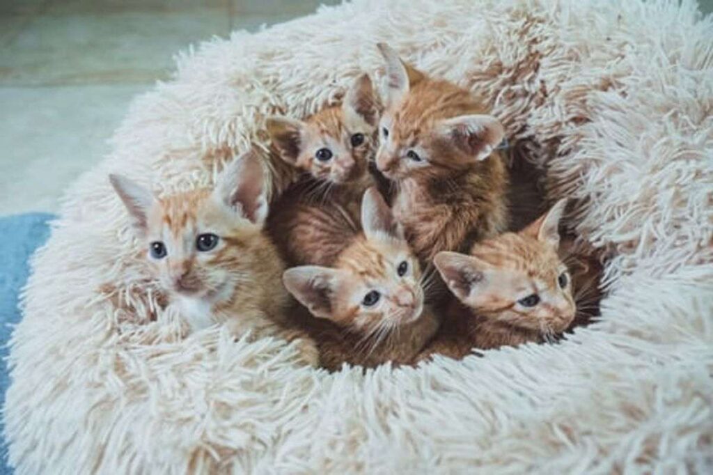 How can I adopt a savannah kitten, How can I adopt a savannah, How can I adopt, adopt a savannah kitten,