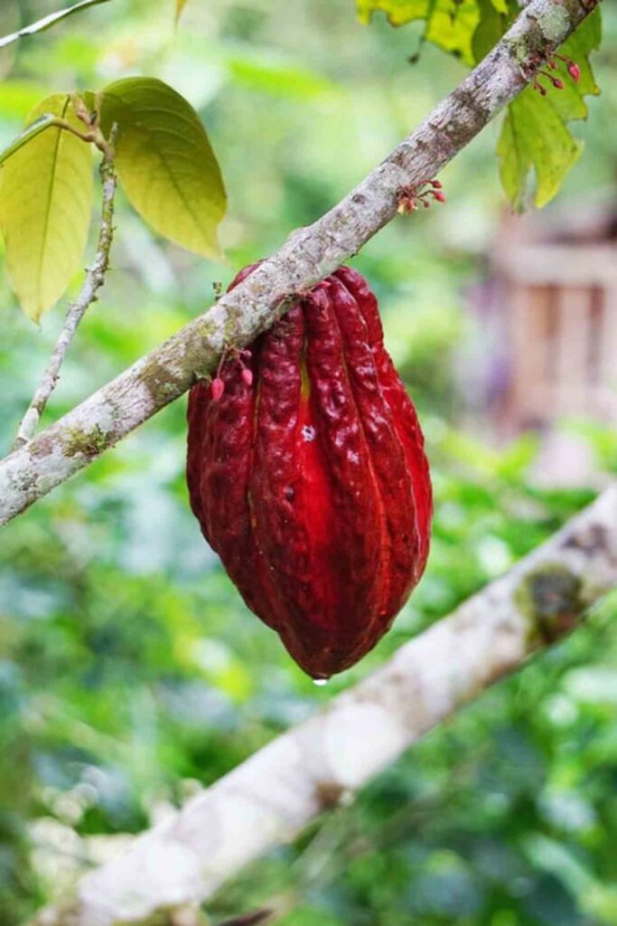 Plant extract