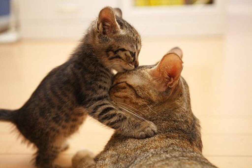 Your House Cat Has Had Kittens