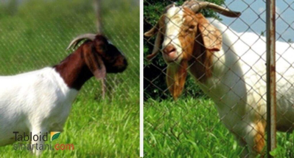 kambing boer