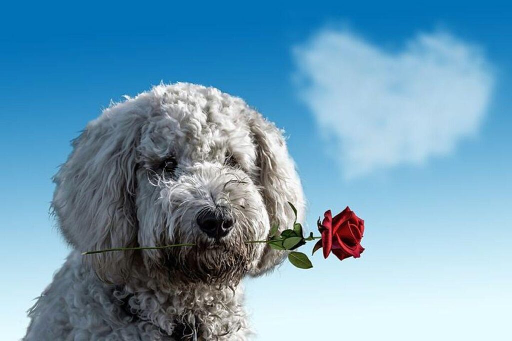 Understanding What Your Dog