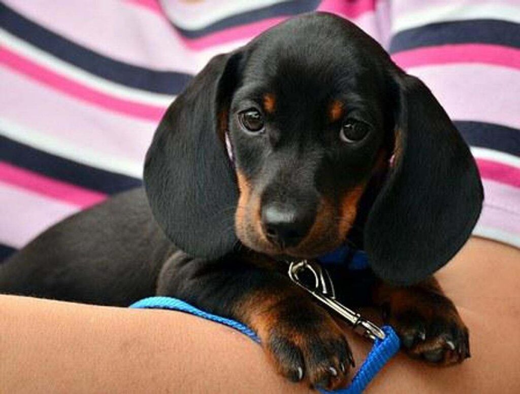 Petplan Insurance Reviews