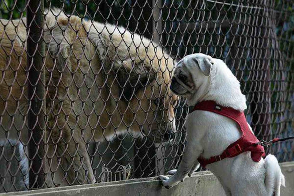 wireless dog fence