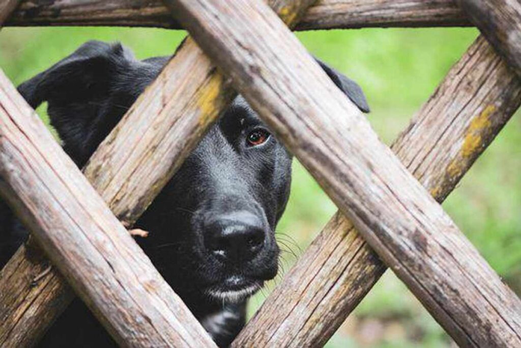 wireless dog fence work