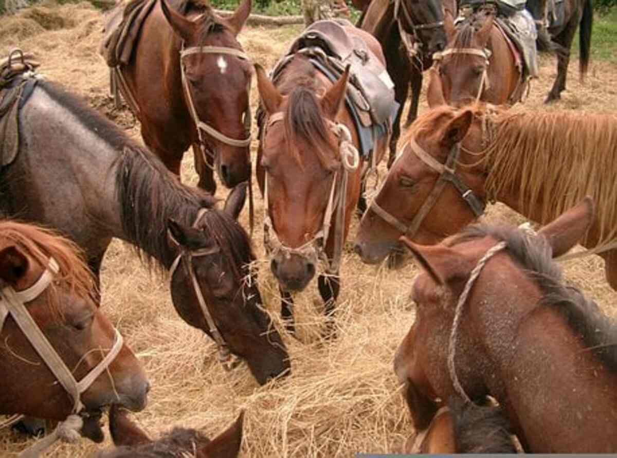 hay for sale near me