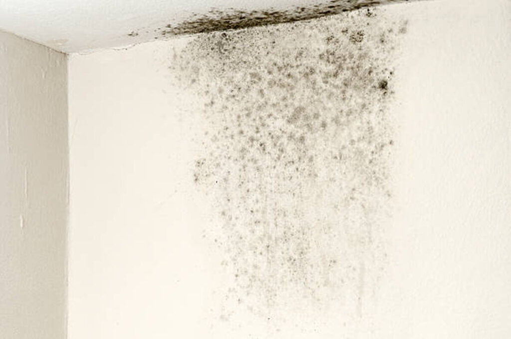 how to get rid of black mold
