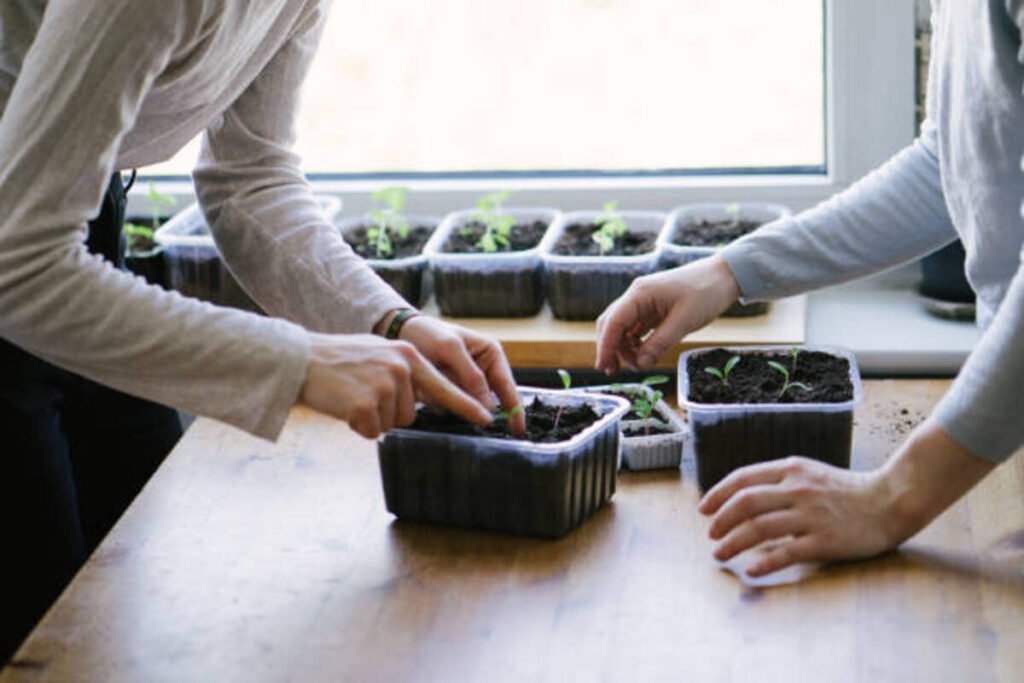 indoor vegetable garden