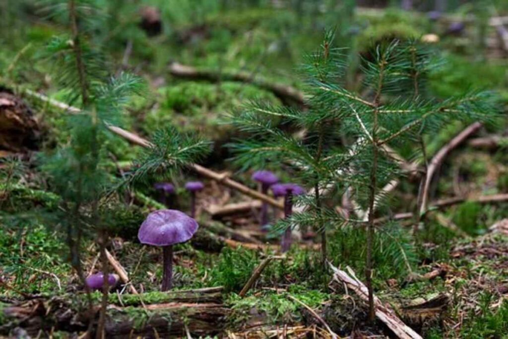 magic mushrooms for sale