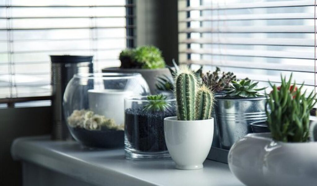 cactus decor