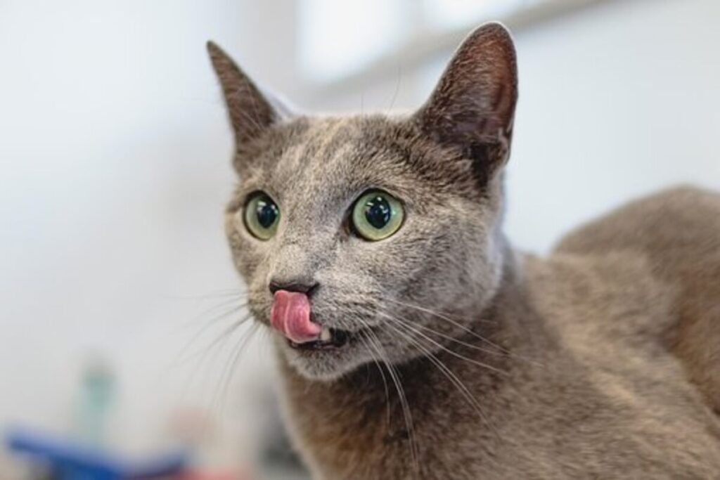 cat grooming