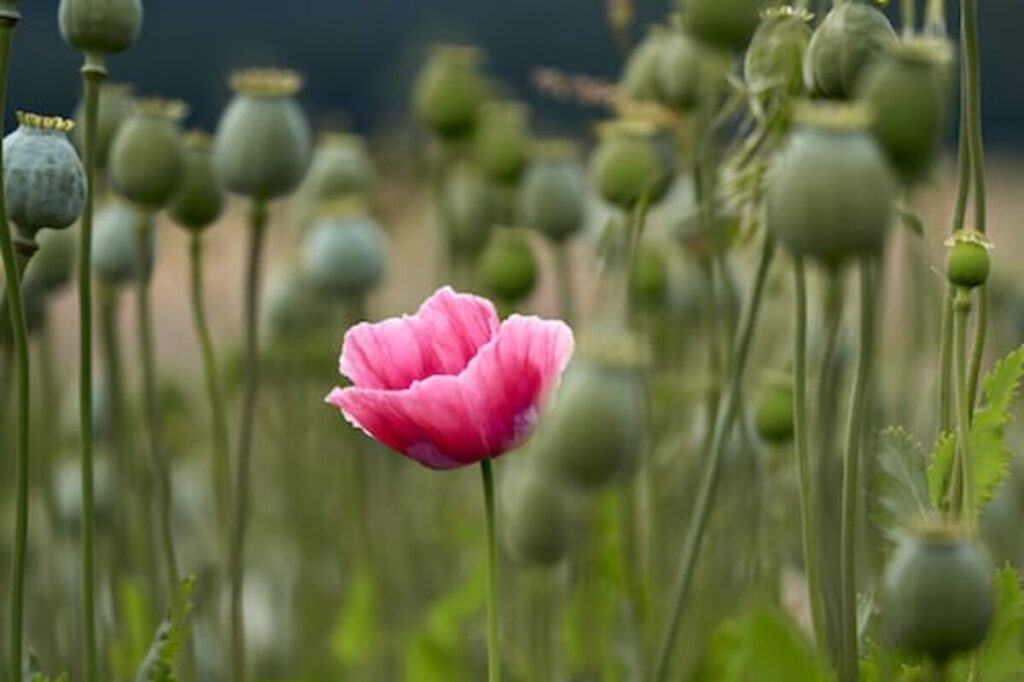 dried poppy heads for sale