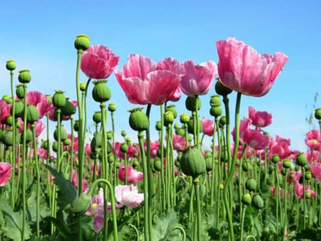 dried poppy pods for sale