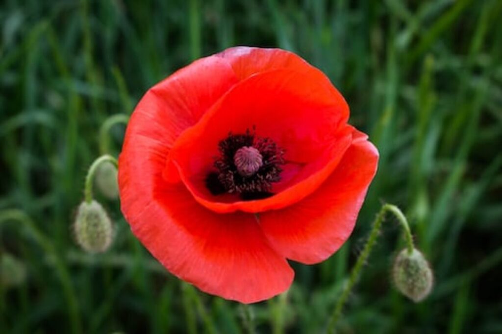 dried poppy pods ( unwashed)