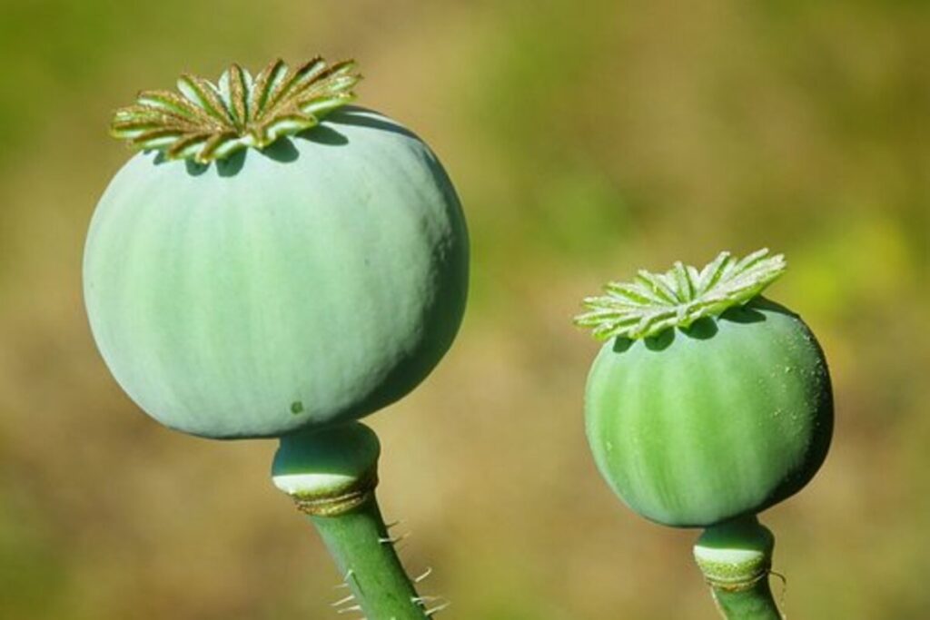 poppy pods for sale