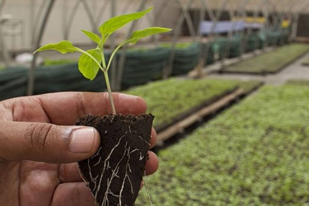 produzione biochar
