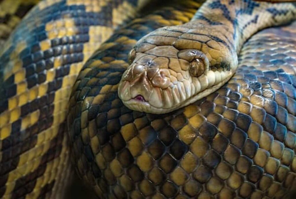 hognose snake for sale