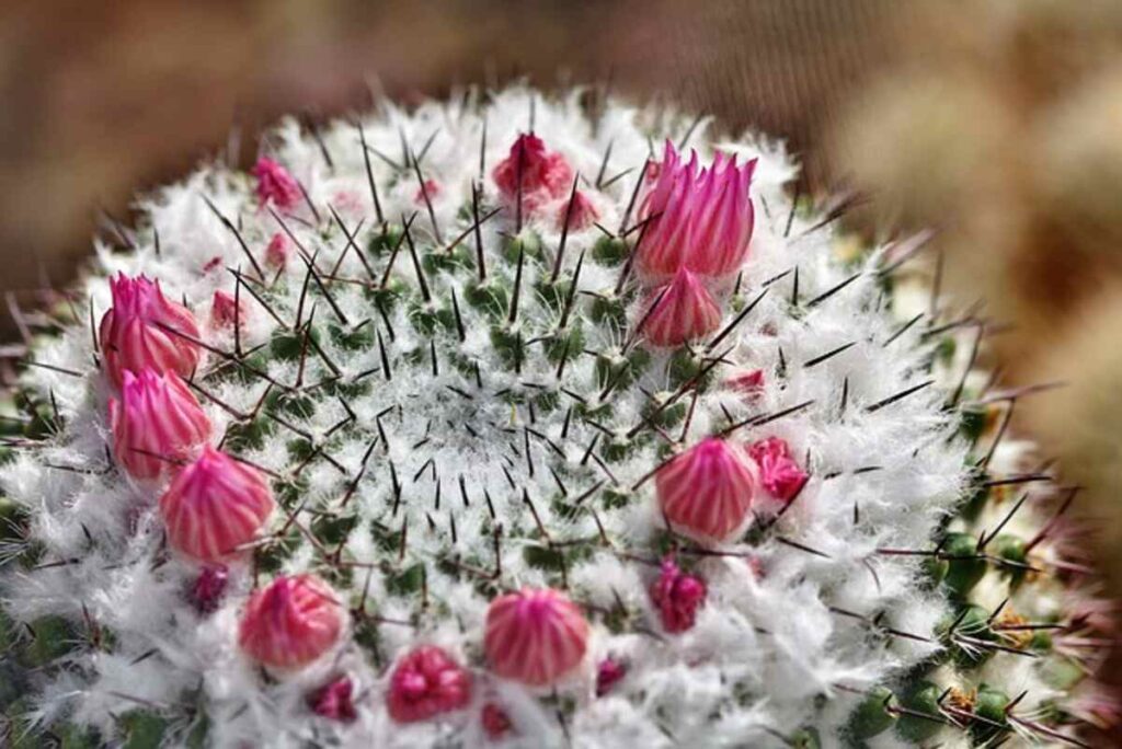 peyote for sale