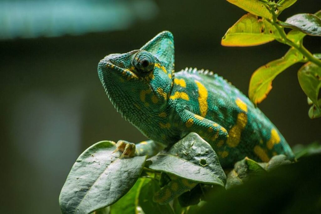 reptiles for sale online