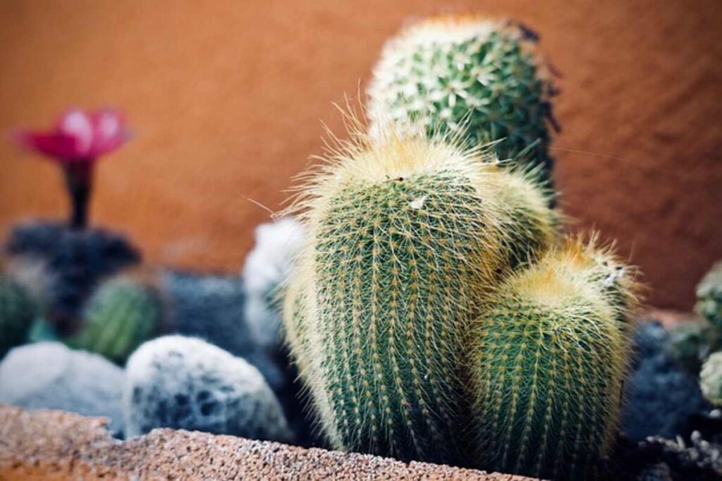 san pedro cactus for sale