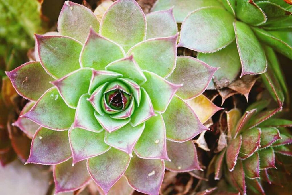 peyote for sale