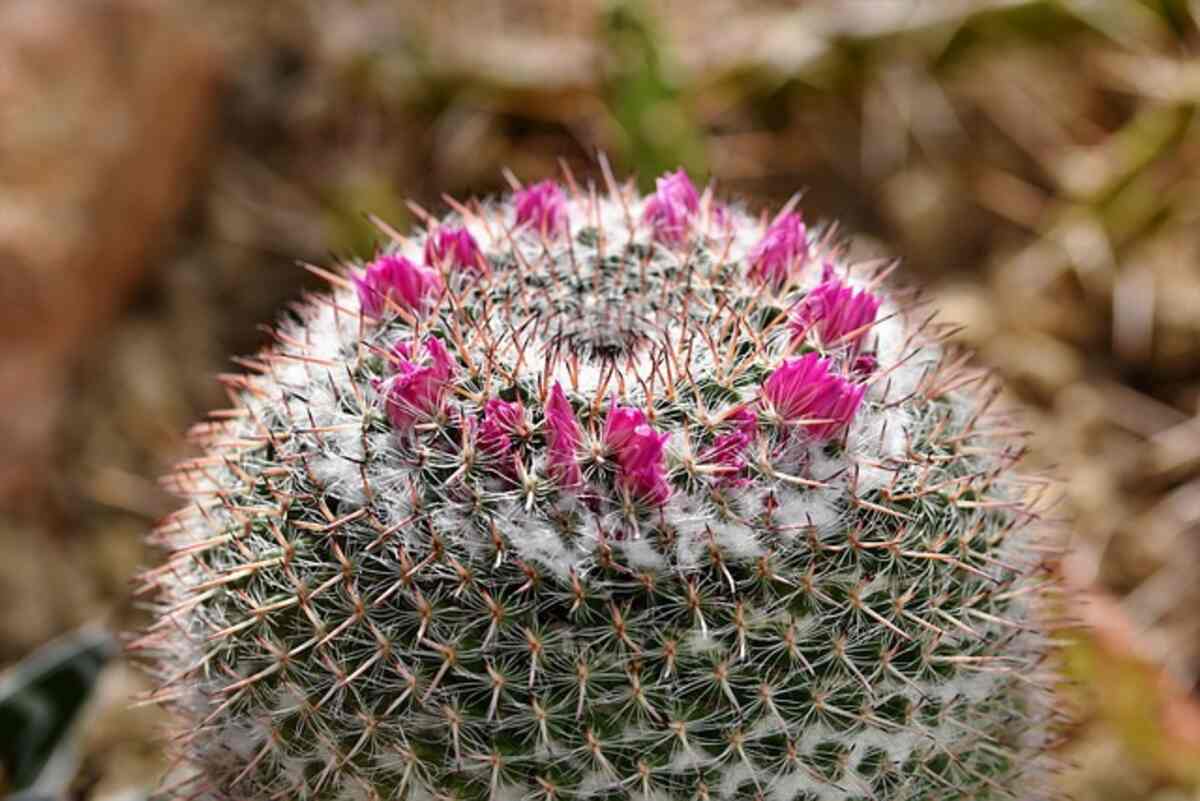 san pedro cactus for sale