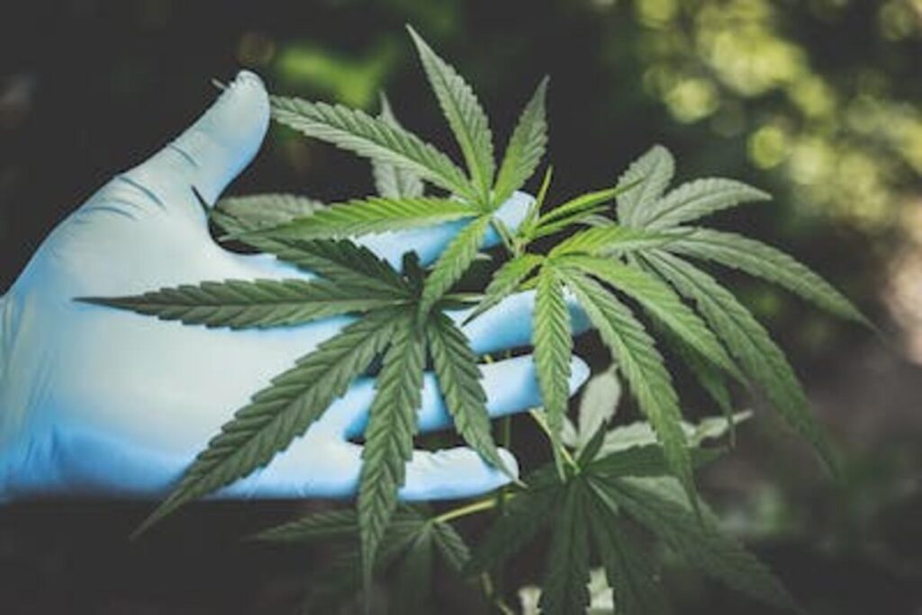 Cannabis clones and teens