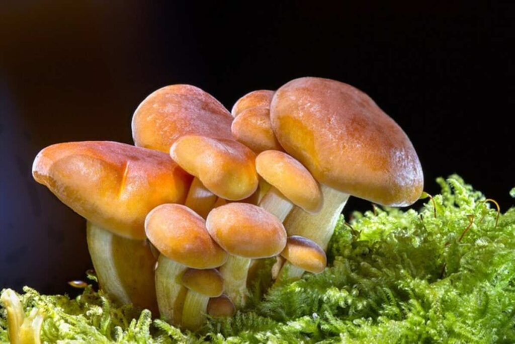 MUSHROOM CHOCOLATE BARS