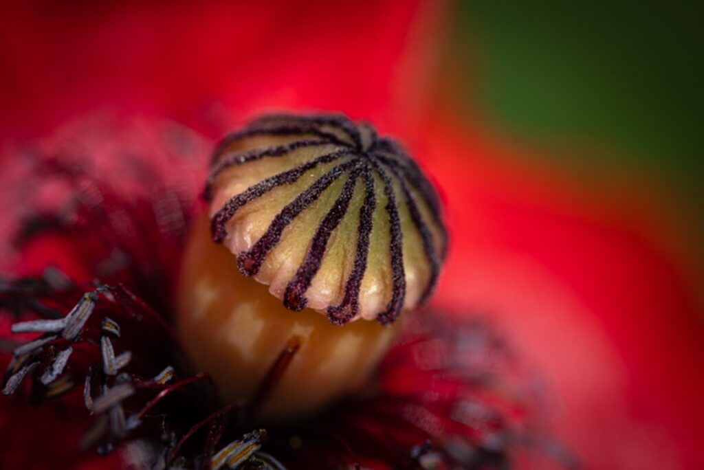 Unwashed poppy seeds