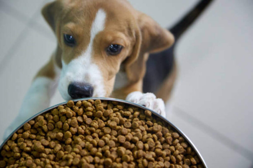 Showtime Dog Food