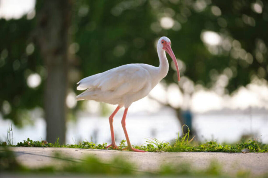 Exploring the Delicate Flavor of Egret