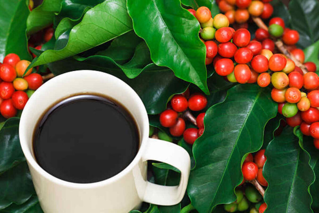Looking for ways Coffee Bean Careers Opportunities, Advantages, and Growth